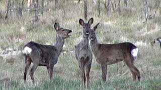 Sådan siger rådyretbarking roe deers [upl. by Audras]