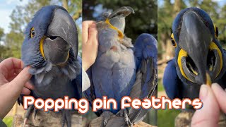 Helping hyacinth Macaws with their pin feathers EXTREMELY SATISFYING [upl. by Hartzel556]