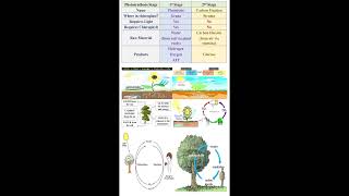 Photosynthesis Stages geneticteacher [upl. by Netsirhc]