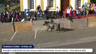 Tourada Ã corda na Feteira Terceira AÃ§ores  CAJAF 25042022 [upl. by Malchy]