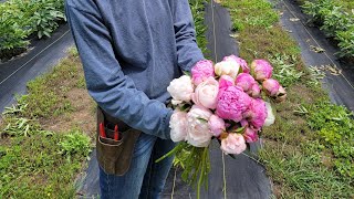 Planting Peonies [upl. by Sergu]