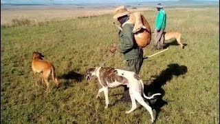 GREYHOUND DOGS HUNTING STEENBOK 2022 p38 [upl. by Elyad58]