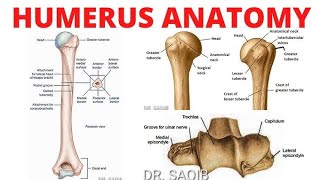 humerus bone anatomy 3d  anatomy of humerus bone attachments anatomy  bones of upper limb [upl. by Allemahs294]