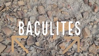 Baculites in the Bookcliffs [upl. by Claybourne]