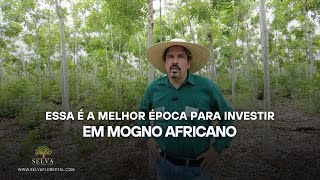 ESSA É A MELHOR ÉPOCA PARA INVESTIR EM MOGNO AFRICANO [upl. by Doi]