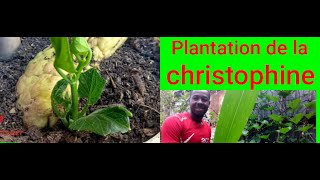 Plantation de la christophine [upl. by Newfeld]