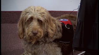 Gander Service Dog [upl. by Trbor]