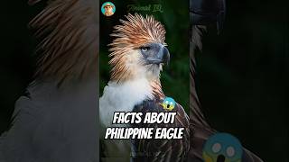 Did You Know This About Philippine Eagle🦅 philippines monkeyeatingeagle animaliq [upl. by Sheryl]