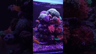 The Amount of Coralline Algae in This Tank is Insane [upl. by Bahr]