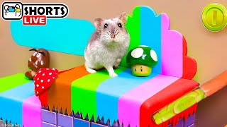 The Best Hamster Playgrounds and Maze Obstacle Courses  Shorts 🐹 Homura Ham Pets [upl. by Nodnerb27]