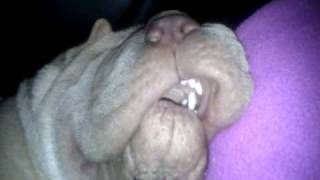 Our Shar Pei Snoring [upl. by Oicnedurp843]