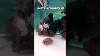 Orinda black mor beautyaquariumhouse4966 like viralvideo youtubeshorts aquariumhouse [upl. by Miguela590]