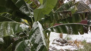 How to care for Musa amp Ensete banana plants in winter  Winterization [upl. by Michel]