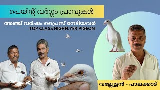 പറവയിൽ ചരിത്രം കുറിച്ച പാലക്കാട്‌ വല്ല്യേട്ടനും അദ്ദേഹത്തിന്റെ Paint വർഗ്ഗം പ്രാവുകളും [upl. by Heins]