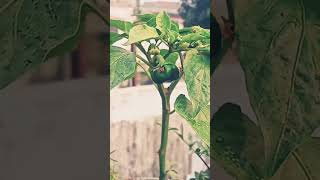 Shimala mirachi ka plant 🌵☘️🌵 My Care Garden 🏡😘🏡😘🏡 tomato pepper smartgardeningguide [upl. by Maleen389]