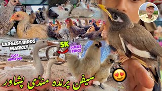 Golden Misri Hen Prices Ducks Prices  Poultry Hen Market Peshawar  Birds Market  Khyber Social Tv [upl. by Nichy]