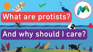 What are protists [upl. by Eugilegna]