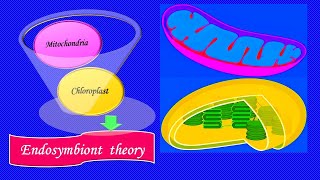 Endosymbiont theory [upl. by Alexa31]