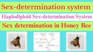 Haplodiploid Sexdetermination System  Sex determination in Honey bee  Haplodiploid mechanism [upl. by Eelirem]