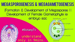 Megasporogenesis Megasporogenesis amp Megagametogenesis process in flowering plants [upl. by Hepsiba]