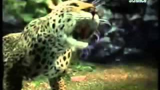 Animal Fight Leopard v Gorilla [upl. by Bridgette]