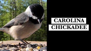 Carolina Chickadees Calls [upl. by Aztin]