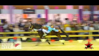 Tomás Ordoñez  Madrid Horse Week 2017 [upl. by Leanora]