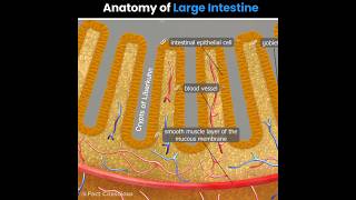 Large Intestine anatomy  biology shorts [upl. by Lirbaj]