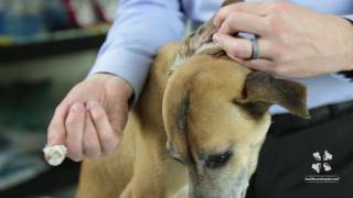 Vet Tutorial  How to Properly Clean a Dogs Ear [upl. by Noswal373]