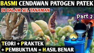 🔴 PART 2 BASMI CENDAWAN PATOGEN PATEK YANG ADA DIDALAM SEL TANAMAN infopertaniancabe [upl. by Ettelliw]