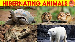 Hibernating Animals  Hibernating Animals Name in English kidslearning wildlife animals 🐻🦇🦔 [upl. by Dijam]