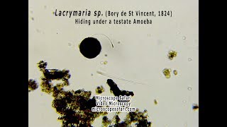 Lacrymaria hiding under a testate amoeba [upl. by Lyons596]