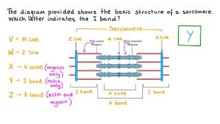 Learn Muscle Structure Skeletal Smooth Cardiac  Macroscopic amp Microscopic Scale [upl. by Euqinna671]