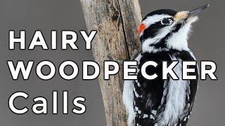 Hairy Woodpecker Calls Learn their THREE most common sounds 2024 [upl. by Dogs]