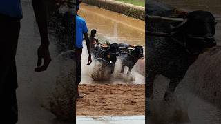 Kambala Start today mangalore race trending motivation [upl. by Aicsila]