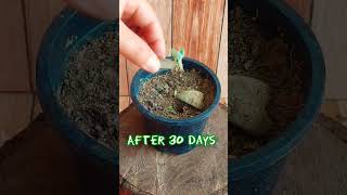 Propagation of Kalanchoe tomentosa “Panda Plant” from Leaves 30 Days Update propagation succulent [upl. by Cleon]