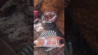 Squirrel Eyes for Night Swimming The Longspine Squirrelfish is found in coral reefs uniquefish [upl. by Sadonia]