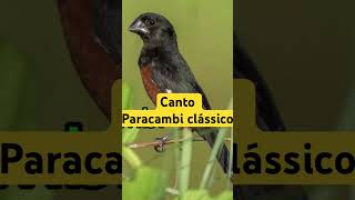 canto Paracambi clássico cantodospassaros curiopreseiro aves [upl. by Ainar178]