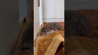 Baby otter playing slide🦦🛝 yoonathetigerdachshund dog puppy shorts [upl. by Ynaittirb]