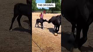 Funny horsefunneyanimal funnypet funnycatvideos horse shorts short [upl. by Deehsar460]