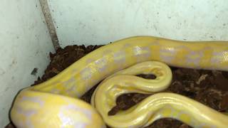 Beautiful Reticulated Python [upl. by Anilag764]