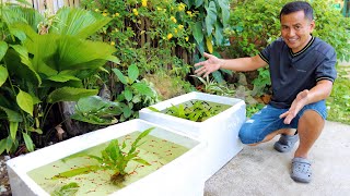 MY GUPPY FINALLY PRODUCE BABIES How to become successful in Breeding amp Raising Livebearer Fish [upl. by Ashatan]