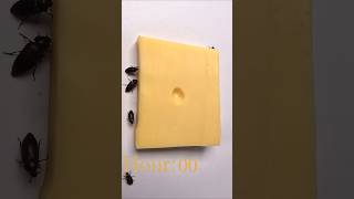 Flesh Eating Beetle Snack Cheese timelapse Dermestid beetles cheese [upl. by Letizia]