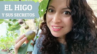 Guía para tener un ÁRBOL DE HIGO características beneficios secretos y cuidados de la higuera [upl. by Jump945]