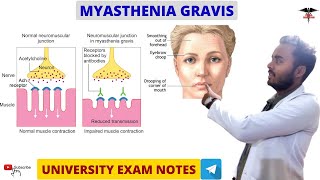 Myasthenia Gravis  Muscle physiology [upl. by Hasan643]