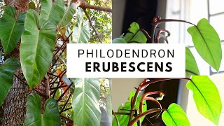 Philodendron erubescens  care and propagation [upl. by Caniff8]