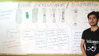 Bone DevelopmentBone part 6Bd ChurasiaGeneral AnatomyChapter 2 OssificationOsteogenesis Anees [upl. by Cortie]