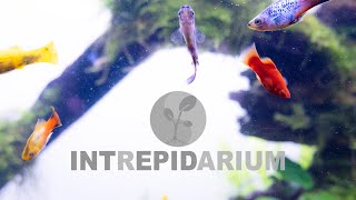 Platy Paradise  50 Gallon Planted Aquarium [upl. by Feer]