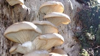 The Health Benefits Of Oyster Mushrooms [upl. by Kidder987]