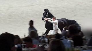 Wardy 509 stallion inspection 2019 Friesian horse [upl. by Relda839]